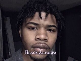 Black_Alfalfa