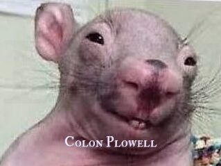 Colon_Plowell