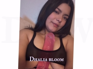 Dhalia_bloom