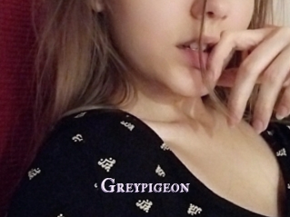 Greypigeon