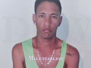 Male_stallion