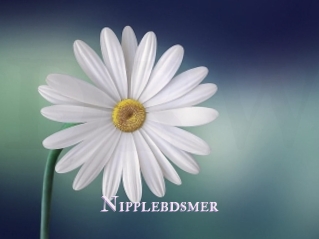 Nipplebdsmer